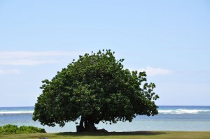 tree-by-the-ocean tree-by-the-ocean